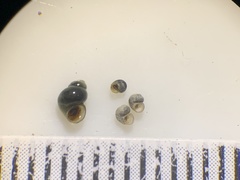 Pyrgulopsis