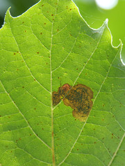 Ectoedemia platanella