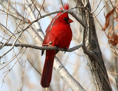 Cardinalis cardinalis superbus