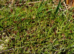Juncus antarcticus