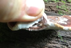 Rhodofomitopsis feei