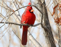 Cardinalis cardinalis superbus