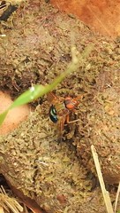 Lamprogaster flavipennis