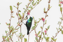 Tsavo Sunbird photo 1