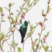 Tsavo Sunbird - Photo (c) Peter Steward, some rights reserved (CC BY-NC)