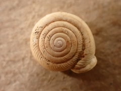 Daedalochila dorfeuilliana