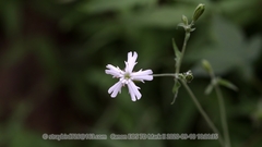 Silene tatarinowii