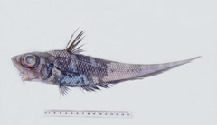 Banded Whip-Tail photo 2