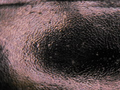 Agabinus sculpturellus