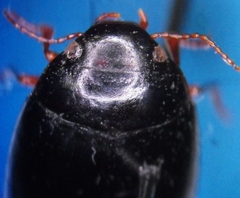 Agabinus sculpturellus