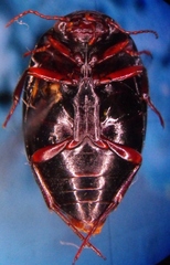 Agabinus sculpturellus