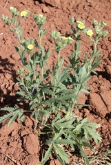 Potentilla transcaspia