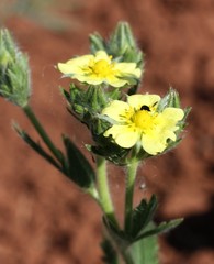 Potentilla transcaspia