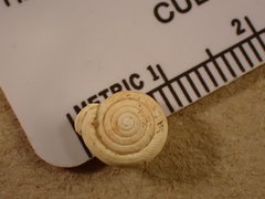 Daedalochila dorfeuilliana