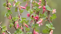 Ribes microphyllum