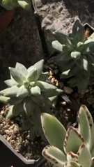 Pachyphytum compactum