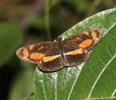 Eresia