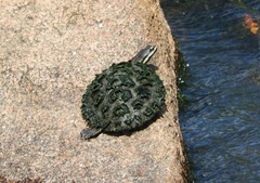 Phrynops williamsi