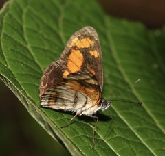 Eresia