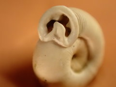 Daedalochila dorfeuilliana