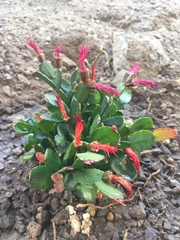 Rhipsalidopsis gaertneri