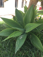 Agave attenuata