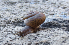 Helminthoglypta edwardsi