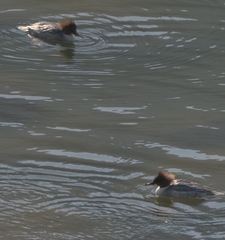 Mergus merganser