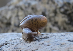 Helminthoglypta edwardsi