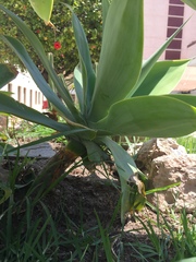 Agave attenuata