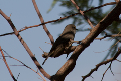 Pyrocephalus rubinus