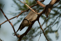 Pyrocephalus rubinus