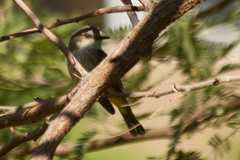 Pyrocephalus rubinus