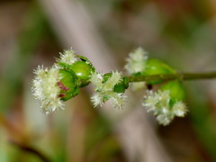 Gonocarpus aggregatus