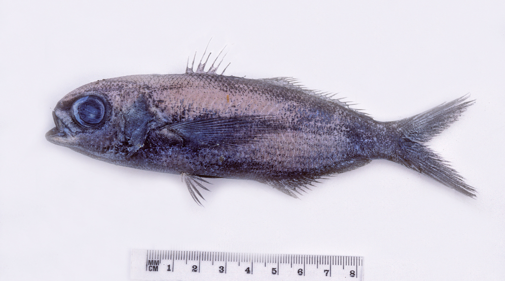 Black cigarfish (Cubiceps baxteri) — Nomeidae