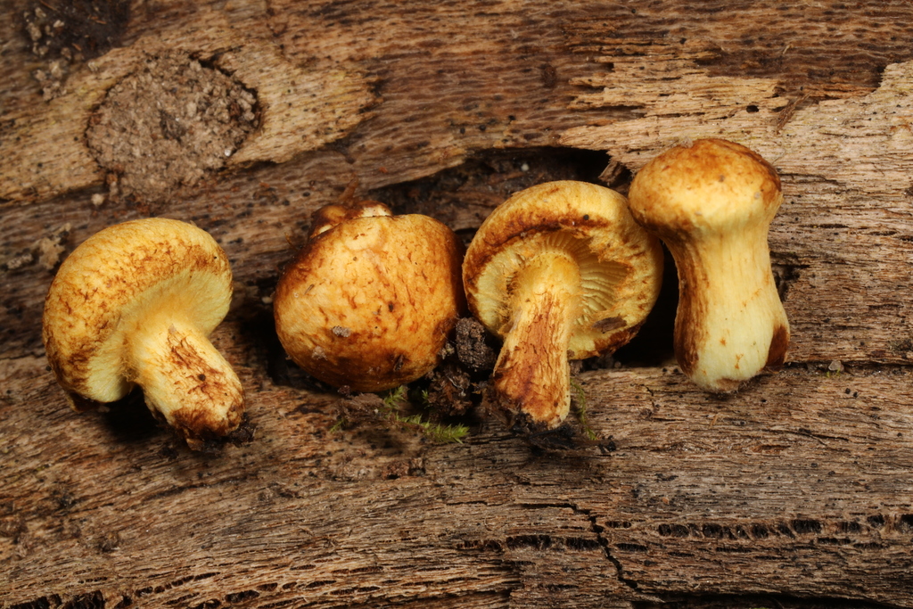 Pleuroflammula sp. 'tuberculosa-01'