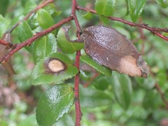 Phyllosticta vaccinii