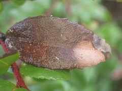 Phyllosticta vaccinii