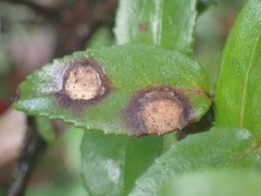 Phyllosticta vaccinii