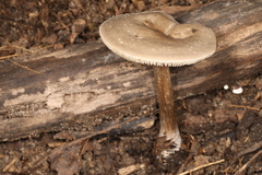 Melanoleuca cinereifolia