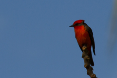 Pyrocephalus rubinus