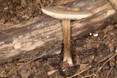Melanoleuca cinereifolia
