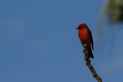 Pyrocephalus rubinus