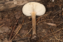Melanoleuca cinereifolia
