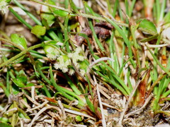 Gonocarpus aggregatus
