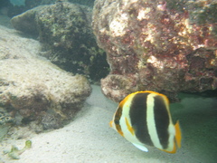 Chaetodon tricinctus