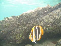 Chaetodon tricinctus