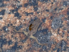 Atelopus carrikeri