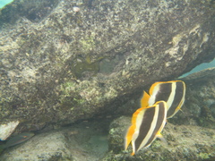 Chaetodon tricinctus