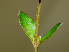 Gonocarpus aggregatus